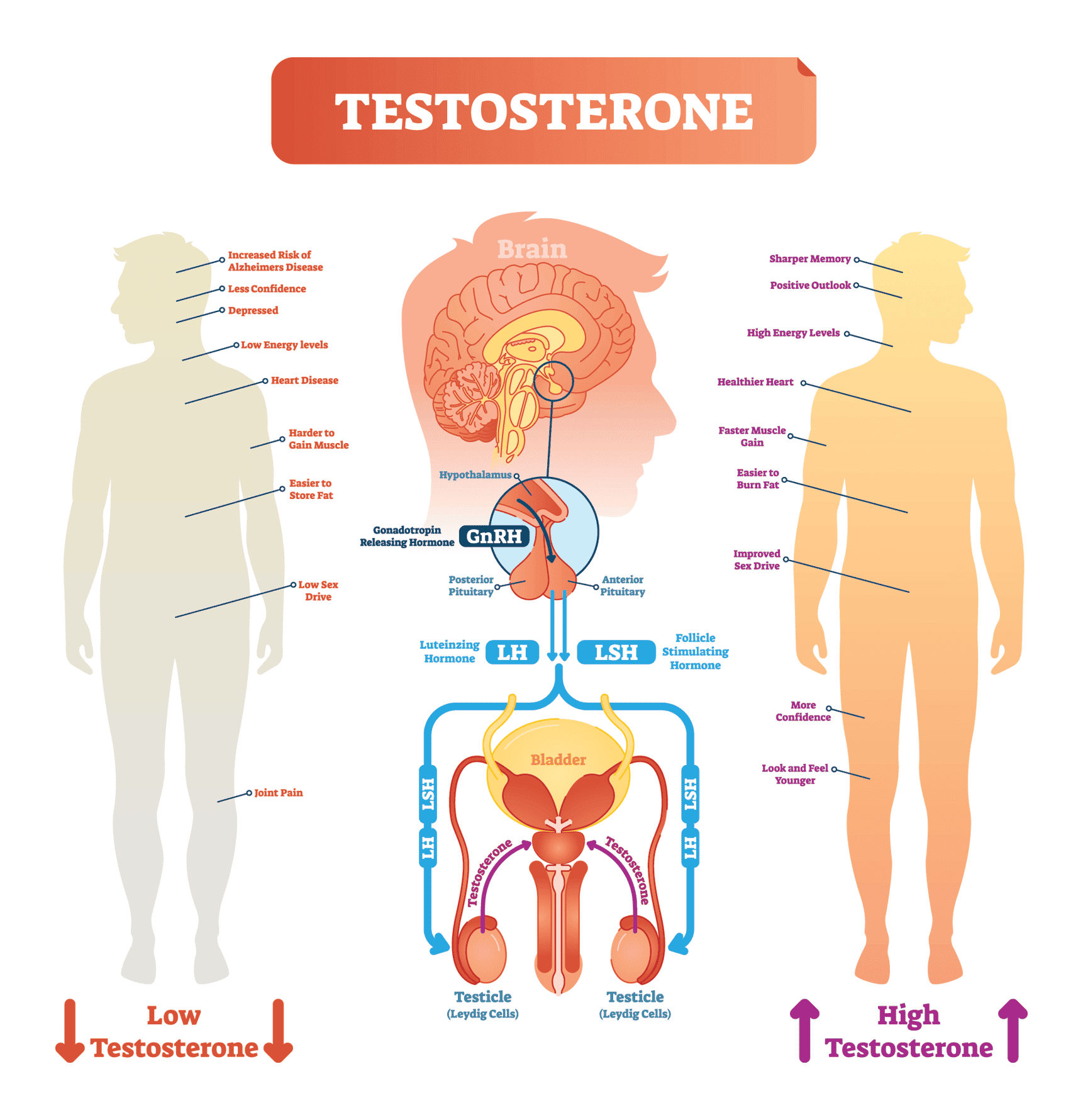 Testosterone anatomical and biological body diagram with brain and male reproductive organ cross sections.