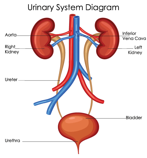 illustration of Urinary System.